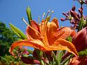2009-05-19, Rhododendron (6)